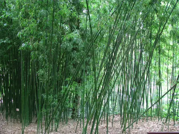 Бамбуковая роща в крыму фото