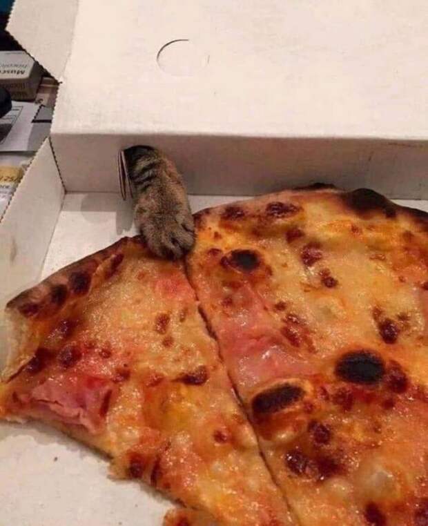 Кот ворует пиццу