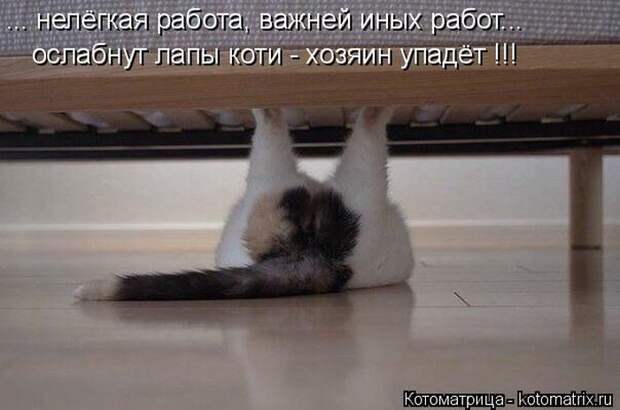 Лучшие котоматрицы недели Лучшие котоматрицы недели