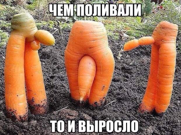 Картинки с надписями мем, прикол, юмор