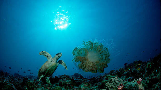 Турэксперт Сетун: появление медуз считается редким явлением на Мальдивах