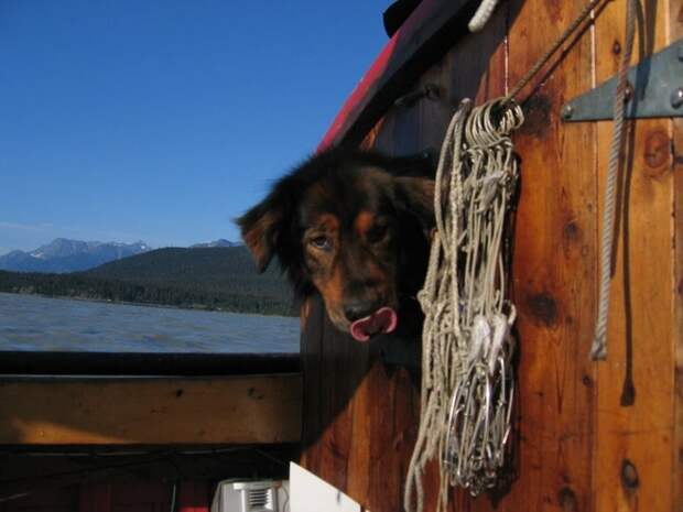 Трогающая до слез история спасения хозяина собакой, ценой собственной жизни пес спас хозяина ценой жизни, Мейсон спас хозйяку от волка, собака защитила хозяина от волка