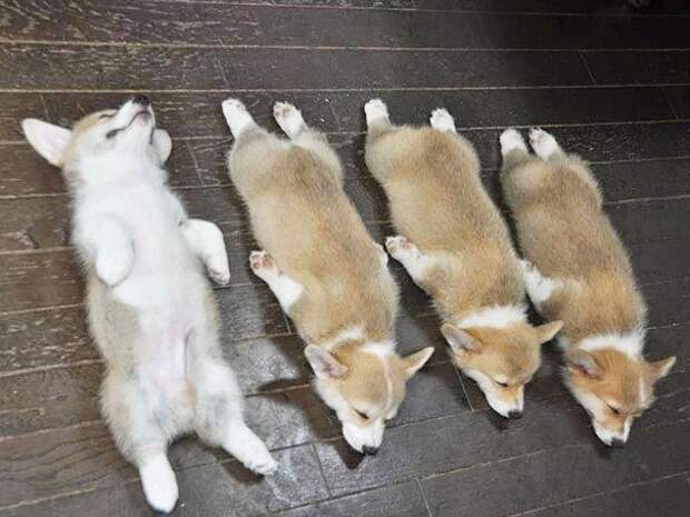 смешные собаки, спящие собаки, собаки уснувшие в странных местах