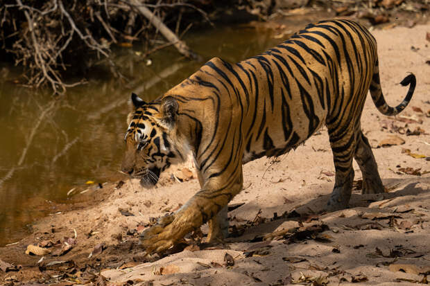 27-летняя женщина просидела 15 часов в засаде и поймала тигра-людоеда