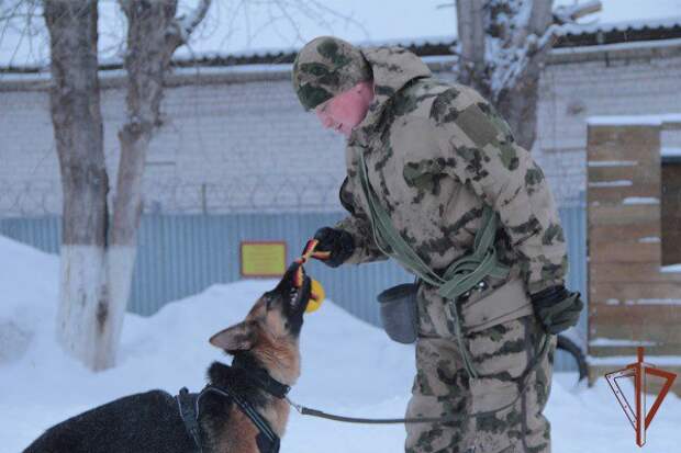 В кинологическом центре Уральского округа Росгвардии стартовал очередной курс