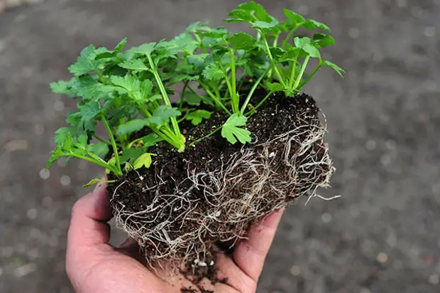 высадка рассады в грунт высадка рассады в грунт