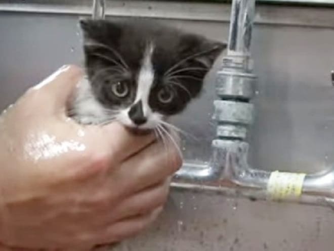 Котенка купают Котенка моют