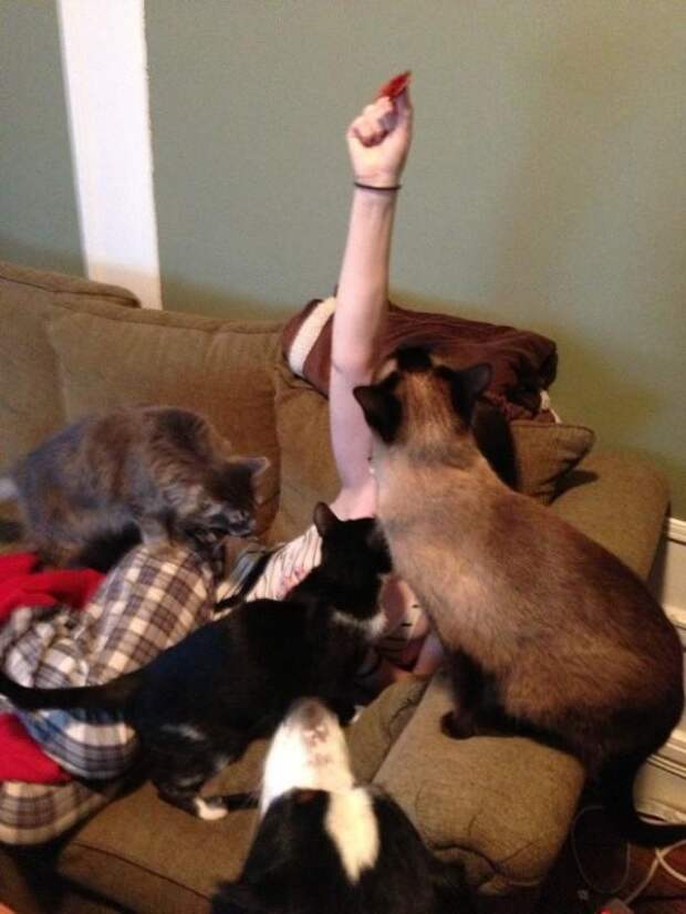 19. А кошки видят в вас только источник пропитания.