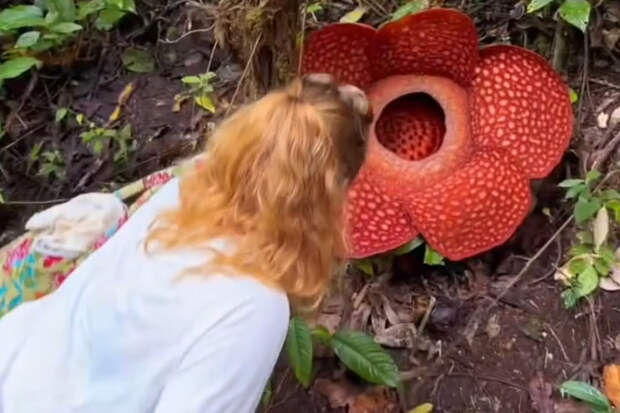 Женщина понюхала самый вонючий цветок в мире и поделилась впечатлениями