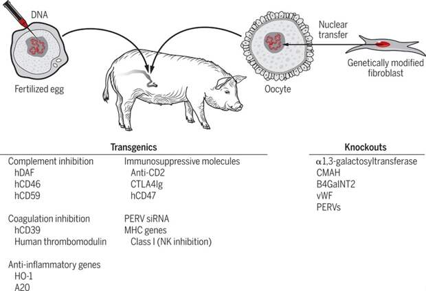 Рис. 8. Генетические модификации, которые используют для упрощения ксенотрансплантации от свиньи к человеку. Источник: https://www.science.org/cms/10.1126/sciimmunol.aau6298/asset/78f24a42-b3e3-4612-834f-670867ca29d1/assets/graphic/aau6298-f3.jpeg