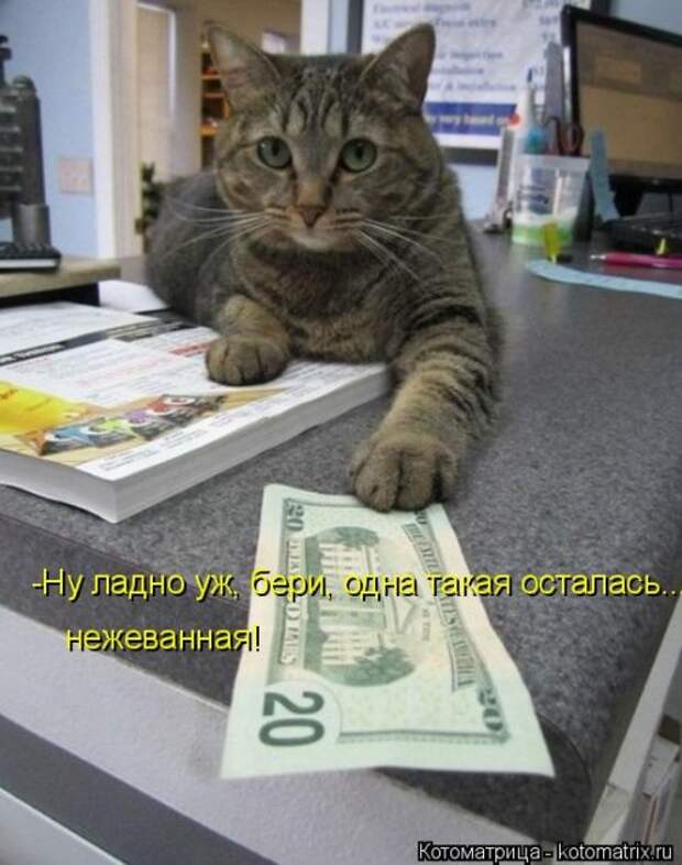 Свежая котоматрица для всех (44 фото)