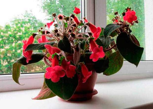 Комнатное растение Колерия (Kohleria)