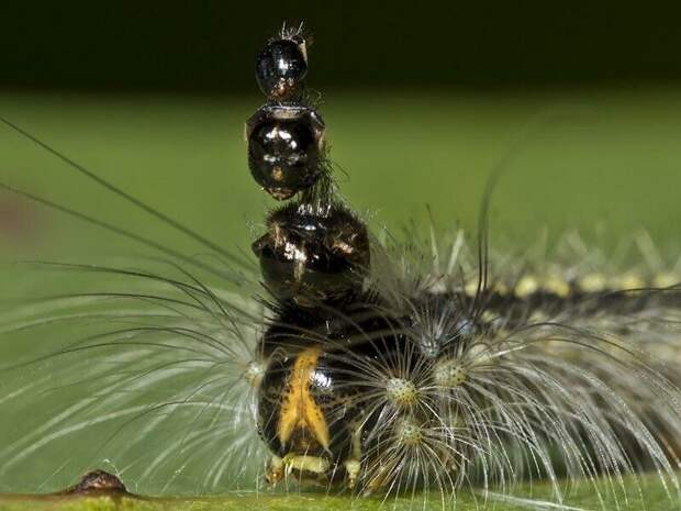 2. Гусеница мотылька Uraba lugens носит на себе головы, из которых выросла Скарабей, жуки, крылья, муха, насекомые, стрекоза, факты