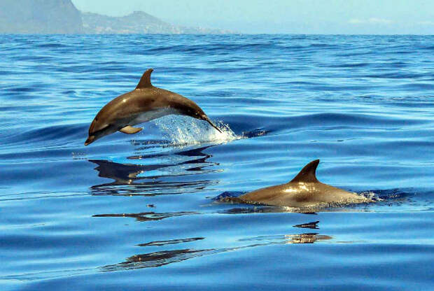 Все дельфины имеют имена и откликаются на них.