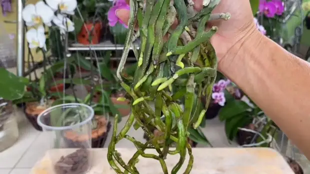 Помогите своей орхидее нарастить корни