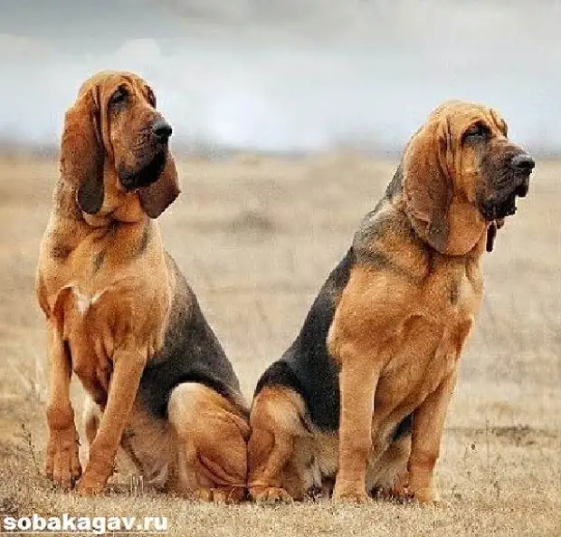 Бладхаунд собака. Описание, особенности, уход и цена бладхаунда