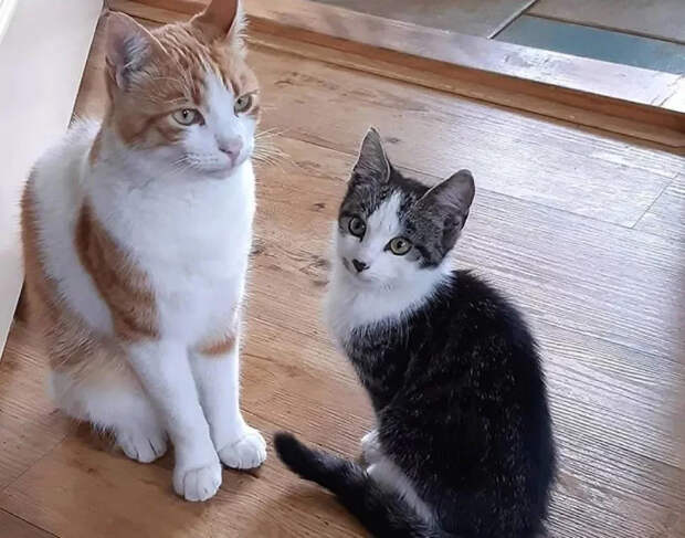 Без кота и жизнь не та