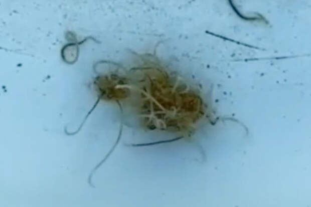 Жители Гусиноозерска сообщили о червях в воде из-под крана