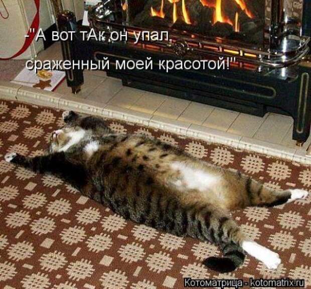 Свежая котоматрица для всех (44 фото)