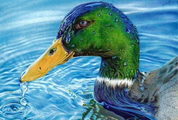 Рисунки шариковой ручкой