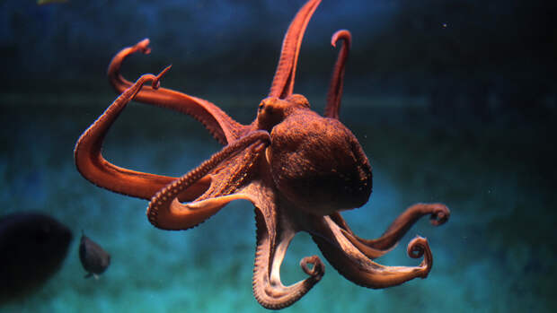 кто такой осьминог