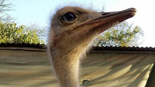 ostrich-snuggles