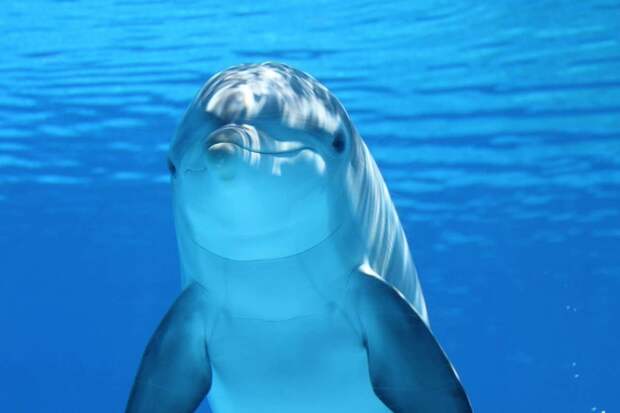 Волонтеры спасли дельфина-белобочку в Крыму