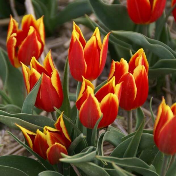 Тюльпан простой ранний сорта Дюк ван Толь
