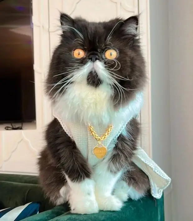 Кошка по имени Деньга обогатила хозяйку и получила золотую цепочку за $6000