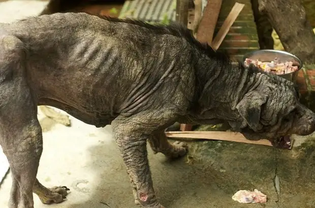 Ротвейлеру не дали умереть