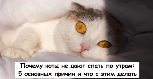 Почему коты не дают спать по утрам: 5 основных причин и что с этим делать