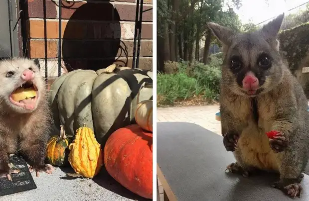 13 фото поссумов и опоссумов, которые покажут, что их все же сложно перепутать