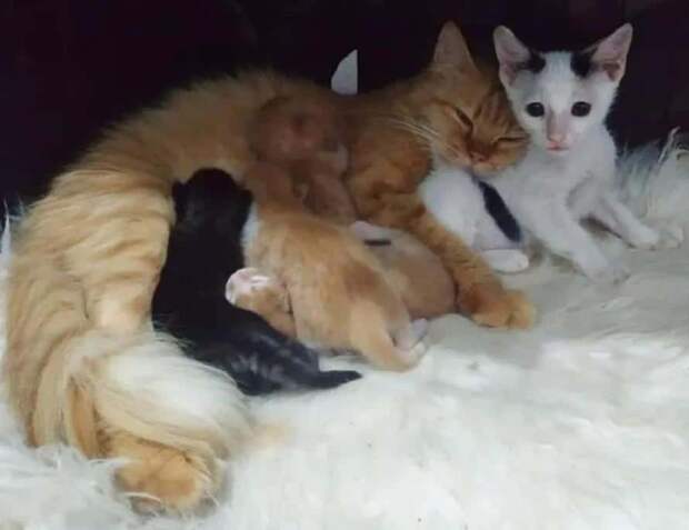 кошка с котятами