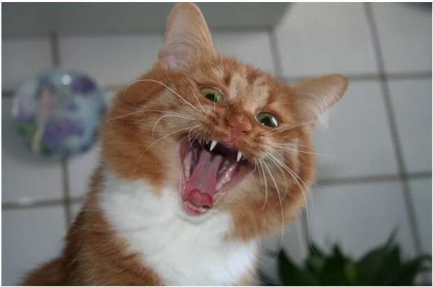 Переполох из-за валерьянки