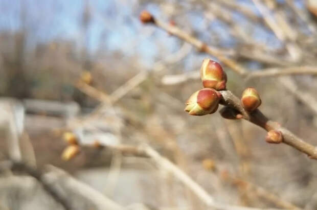 В России 29 марта зафиксировали десятки температурных рекордов