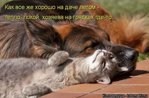 Лучшие котоматрицы недели (50 фото)