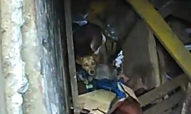 Собака двое суток провела в старом погребе в Архангельске