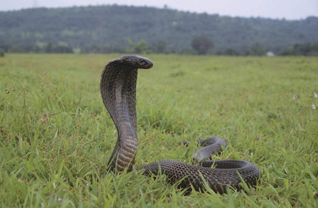 Кобра заползла в штаны туристу и укусила его за ногу во время шоу в отеле Египта