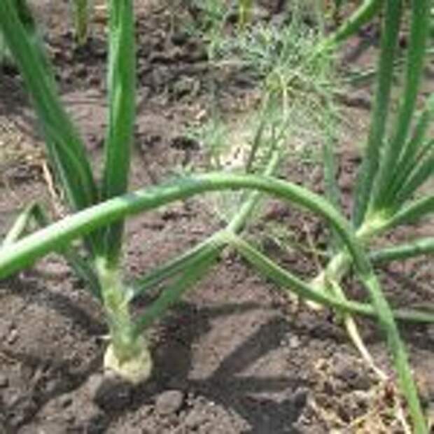 Репчатый лук «Русский размер» — сбор урожая