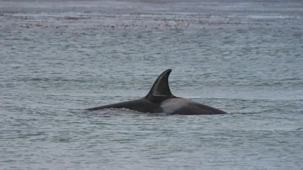 В Кремле прокомментировали ситуацию с косатками в Приморье