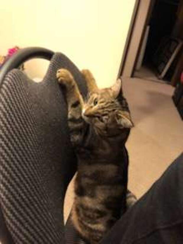 кошка стоит на стуле