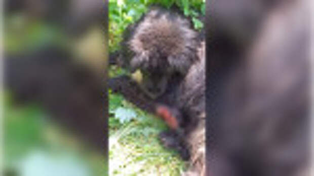 В Ростове борются за жизнь пса, тело которого заживо разъедали личинки мух