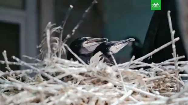 В Московском зоопарке принесли потомство большие бакланы