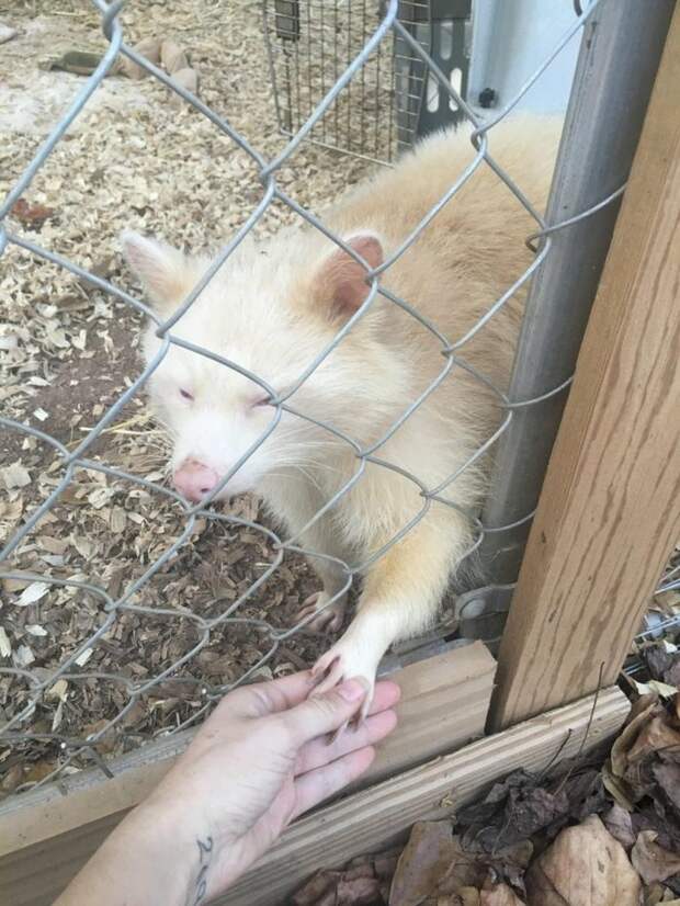 rescued-albino-raccoon-maxine-baird-new-hope-4