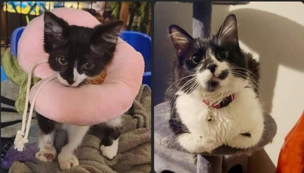 Снимки животных до и после того, как они обрели дом и любящих хозяев