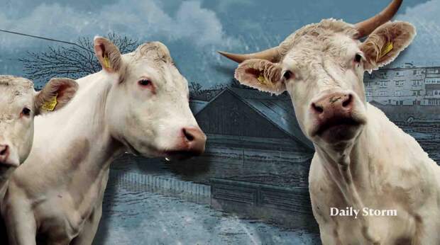 Закрытые деревни и пустеющие фермы: последствия загадочного карантина в Новосибирской области