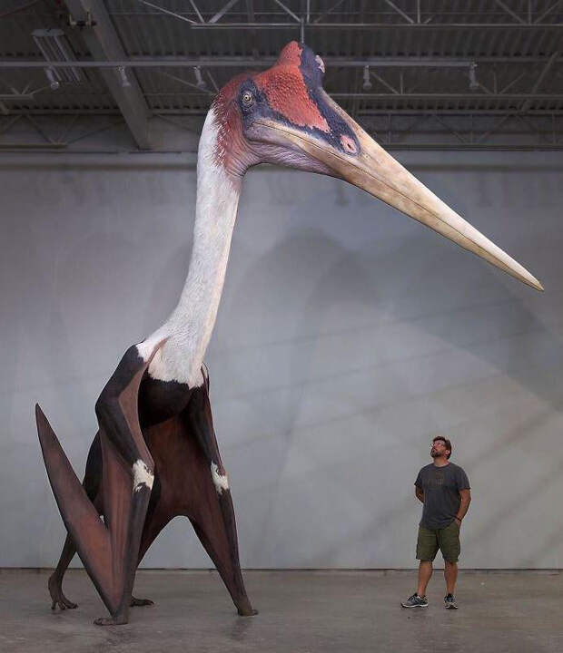Ученые воссоздали самое большое летающее существо планеты и сравнили его размеры с человеком