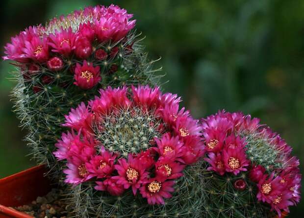 Маммилярии Зайльмана (Mammillaria zeilmanniana)