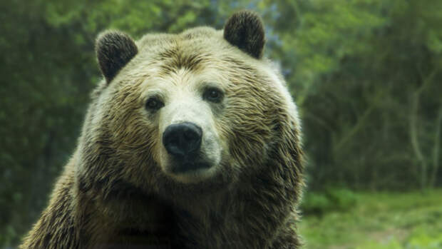Медведя на адреналине застрелили в центре Томска