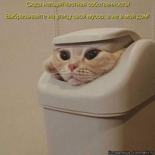 Лучшие котоматрицы недели (50 фото)
